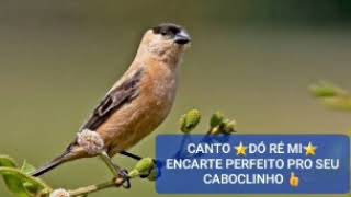 Caboclinho - Canto DÓ-RÉ-MI (4 notas) AO VIVO👍👍👍