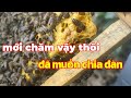 Mới chăm vậy thôi mà đã muốn chia đàn| Ong Rừng HD