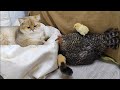 Cute Scottish straight cat, chicks and Mother hen❗