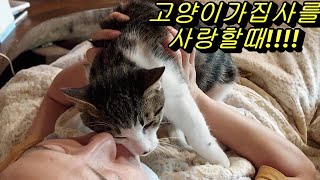 (ENG)집사의 과격한 애정표현을 덤덤히 다~ 받아주는 착한 고양이 장군이