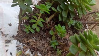 repotting sedeveria letizia n other suculents #ants trying to take over my succulents