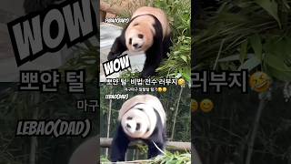 #푸바오 에게 뽀얀털 관리법 전수하는 러부지😁#러바오 😘#Lebao#樂寶#panda 푸바오 쌍둥이딸 예쁜부인 #아이바오 까지 다가진 남자 #러바오 모든몸짓은 유니크 #판다#熊猫