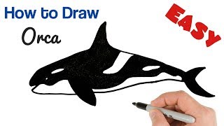 How to Draw Killer Whale Orca | How to Draw Animals Easy Art Tutorial