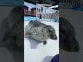 いつもは出来ない3頭でバイバイ！ shorts seals cute アグ ひより キョロ