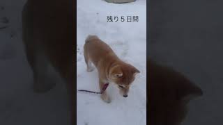 雪の中に顔を突っ込む犬🐶