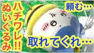 【ちいかわ】ハチワレBIGぬいぐるみが欲しかったんだよぉぉおおお！！！