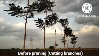 malai vembu(Malabar neem) cutting technique | Melia Dubia pruning