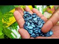 ഹൈബ്രിഡ് വിത്ത് പണി തരും variety hybrid seeds malayalam