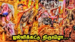 Jallikattu WhatsApp Status | Jallikattu Mass Status | Jallikattu Status Tamil