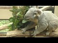 【王子動物園】コアラの行動 koala s behavior