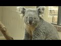 【王子動物園】コアラの行動 koala s behavior