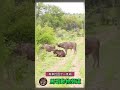 【拼命相救】水牛力挽狂瀾！同伴拼命相救，狮子被頂飛！ animal animals wildanimals wildlife 動物世界 nature wild 獅子 野生