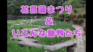 東公園　花菖蒲まつり＆動物園　【岡崎市】