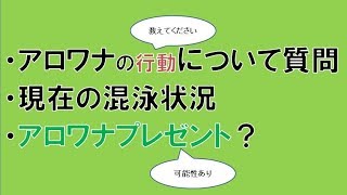 アロワナ混泳の道③【質問・報告・プレゼント？】