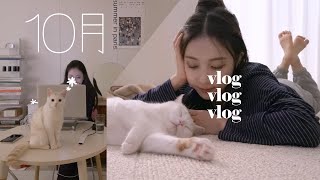 VLOG 하루와 함께하는 요즘 나의 일상 (집사의 하루, 차곡차곡 챌린지, 겨울맞이 가구 구입+집 꾸미기) | Jody