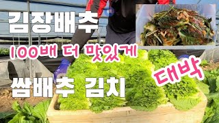 김장배추 100배 더 맛있게 먹는법 쌈배추 김치 만드는법 이보다 더 맛날 수는 없다