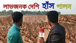 লাভজনক দেশি হাঁস পালন,খামারীর মুখে হাঁস পালন সম্পর্কে কিছু গুরুত্বপূর্ণ তথ্য জানুন।(AZADUR RAHMAN)