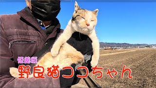 野良猫ココちゃん220 #ねこ #野良猫ちゃん