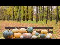 🍂 mabon witch music fall equinox meditation instrumental playlist. songs for the autumn sabbat