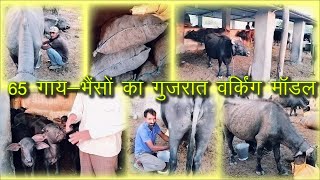 Successful Dairy Management by Maldhari for last 12 years || डेयरी पशुओं की देखभाल , प्रबंधन  इंतजाम