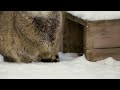 if a pallas s cat puts his paws on his tail it s freezing outside landscape version