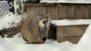 If a Pallas's cat puts his paws on his tail it's freezing outside (landscape ver
