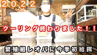 【ヒョウモントカゲモドキ】レオパ2022年繁殖組の今季初給餌！！一部飼育個体の紹介も・・・