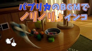 パプリカのBGMでノリノリ♪セキセイインコ_踊るインコ