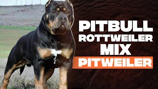 Pitweiler: A Combination Between Two Courageous Dog Breeds