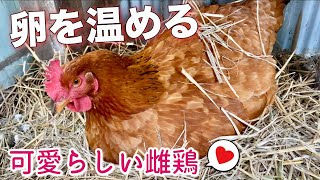 雌鶏が、卵を温める様子が可愛すぎる！　巣篭もり　田舎暮らし　手作り鶏小屋　ニワトリ