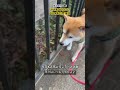 みみ助うらない2024年11月14日 shibainu 柴犬と暮らす 保護犬と暮らす