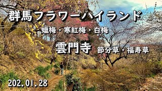 群馬フラワーハイランド・雲門寺  この時季見られる花が盛り沢山　2024 .01 .28