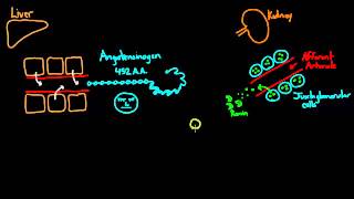 04   Blood pressure control   05   Activating angiotensin 2