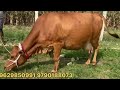 4 மாடுகள் விற்பனை @lakshmi dairy farms cow dairy sales good farming farm farmer jersey