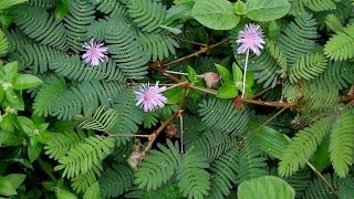 Mimosa Lost | Mimosa Plant | Benefits Leaves Daughter Shame