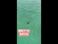 【川越水上公園】造波プールに主がいた【プールフィッシング】