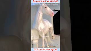 ਇਹ ਹਨ ਦੁਨਿਆ ਦੇ ਸਭ ਤੋ ਸੋਹਣੇ ਘੋੜੇ