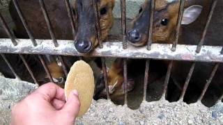 池田動物園　キョン.AVI