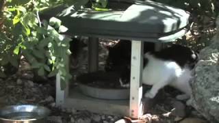 Trap, Neuter, and Release Bad for Cats, Disaster for Birds