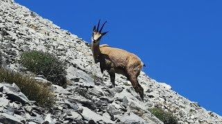 Rupicapra rupicapra subsp. balcanica ή Ρουπικάπρα η κοινή υποείδος η βαλκανική (Αγριόγιδο Βαλκανίων)