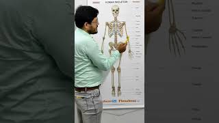 #human #skeleton #orthopedics #drmujibar                                 HUMAN SKELETON.অস্হি কঙ্কাল