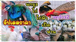 อัปเดตราคา ไก่ เป็ด นกยูง ไก่ฟ้า ห่าน จตุจักร 2 มีนบุรี ร้านอันดามัน นกสวยงาม