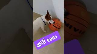 భలే ఆట #dog #jackrussell #rocky #funny #talking #video #shorts #ytshorts #cutedog #pets #cute #puppy