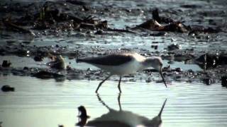 野鳥：アオアシシギ／WildBirds: Greenshank