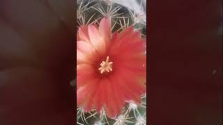 Colour-changing Cactus flower (Parodia mairanana) #shorts