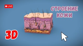 Строение кожи. Изучаем в 3D