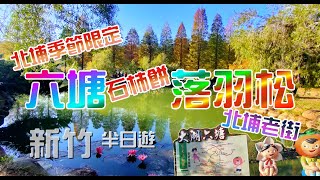 【新竹】季節限定-北埔六塘落羽松變色啦!!!晚來就看不到哦!!!\u0026石柿餅\u0026北埔老街