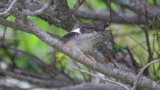 霧ケ峰高原のジョウビタキ（幼鳥）その５（4K60P動画）