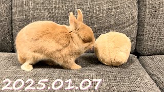 【朝から元気いっぱい！】毎日の45秒ひなちゃん🐰✨【2025.01.07のひな】[うさぎ]