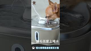 讓毛孩主動想要喝水的神奇機 HiMAO極光寵物飲水機